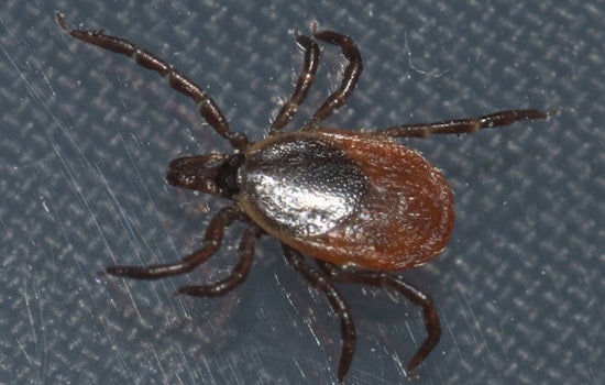 Brewer Widow’s Tick Nightmare: Rare Virus Stole Her Husband’s Voice, Sight And Life