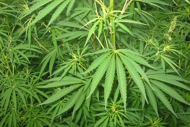 Bristow Weed Blitz: Cops And AG Hit Dispensary, Corner Store And House On Same Block