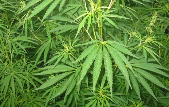 Bristow Weed Blitz: Cops And AG Hit Dispensary, Corner Store And House On Same Block