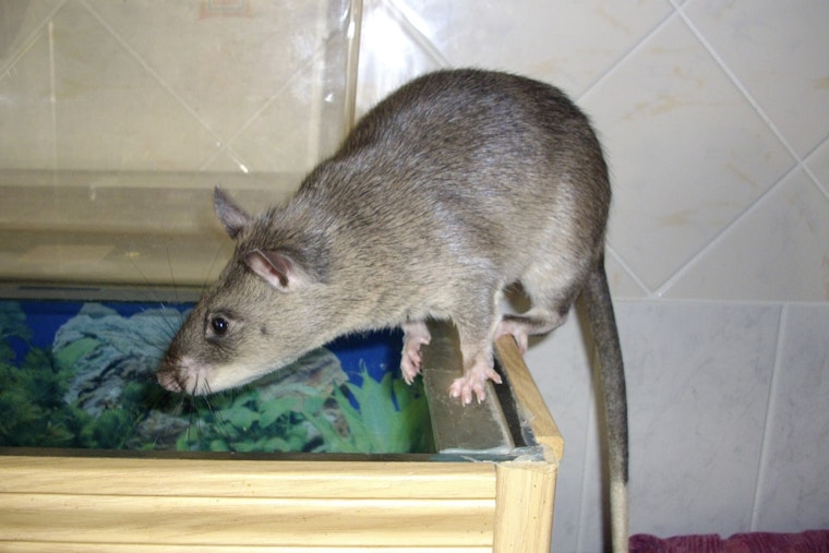 Bronx Cancer Patient Says Rat-Infested Longwood Home Feels Like A Prison
