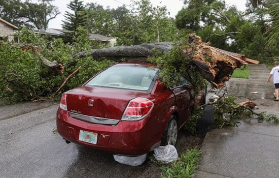 Bronx Tree Topples Onto Two Cars, Sends Two To Hospital