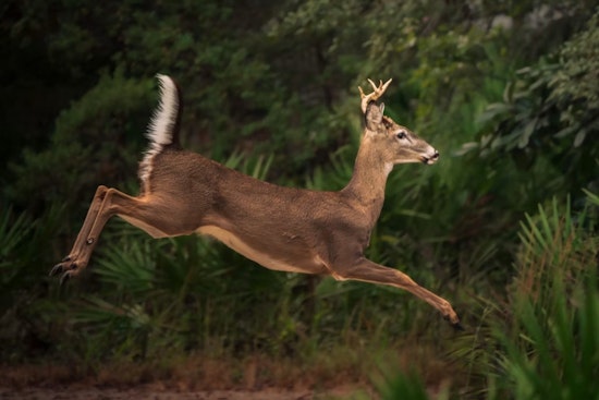 Brooklyn Eyes Another Deer Cull After Survey Finds Herd Still Too Dense