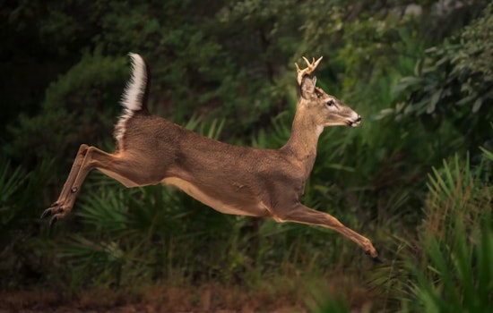Brooklyn Eyes Another Deer Cull After Survey Finds Herd Still Too Dense