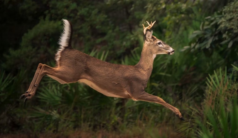 Brooklyn Eyes Another Deer Cull After Survey Finds Herd Still Too Dense