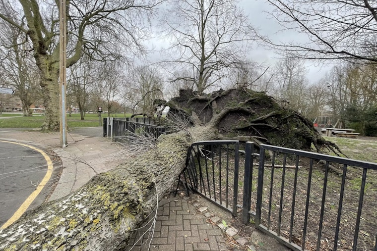 Brooklyn Park Outing Turns Scary as Falling Tree Hurts Four