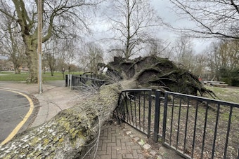 Brooklyn Park Outing Turns Scary as Falling Tree Hurts Four