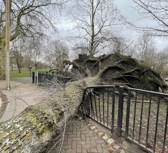 Brooklyn Park Outing Turns Scary as Falling Tree Hurts Four