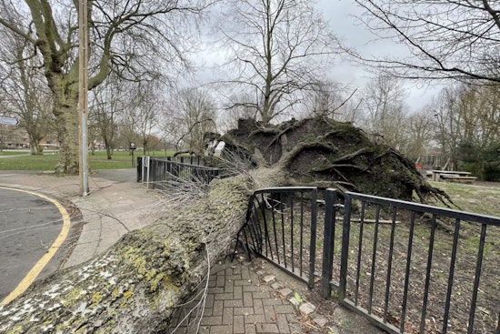 Brooklyn Park Outing Turns Scary as Falling Tree Hurts Four