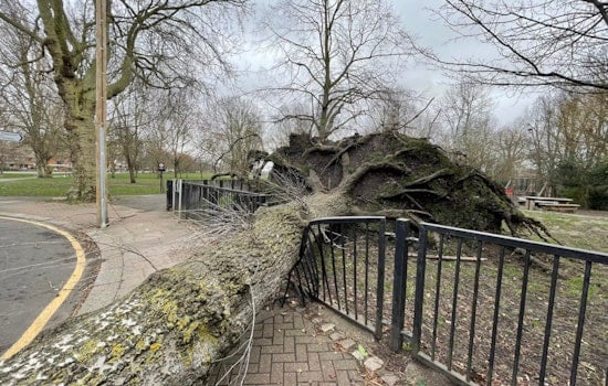 Brooklyn Park Outing Turns Scary as Falling Tree Hurts Four