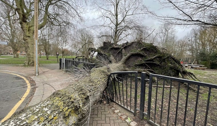 Brooklyn Park Outing Turns Scary as Falling Tree Hurts Four