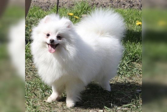 Brooklyn Pomeranian Dies In Labor As Owner Hits Vet With $3 Million Lawsuit