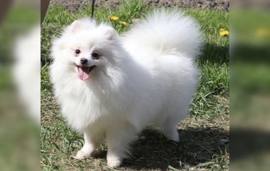 Brooklyn Pomeranian Dies In Labor As Owner Hits Vet With $3 Million Lawsuit