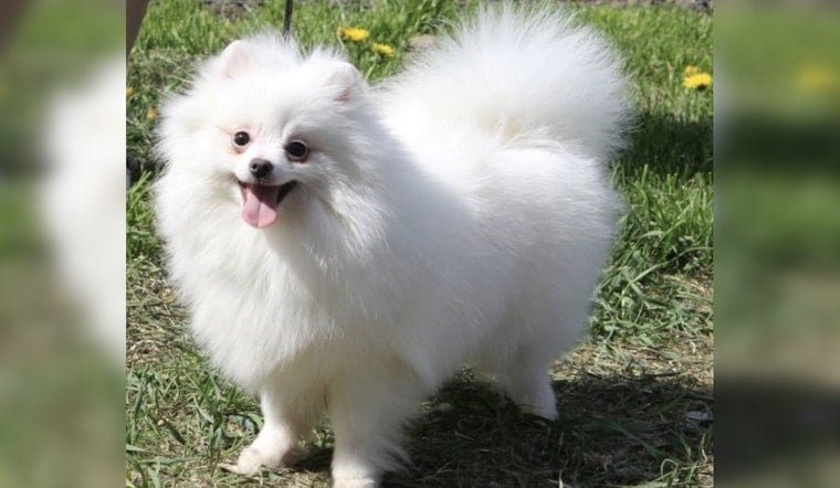 Brooklyn Pomeranian Dies In Labor As Owner Hits Vet With $3 Million Lawsuit