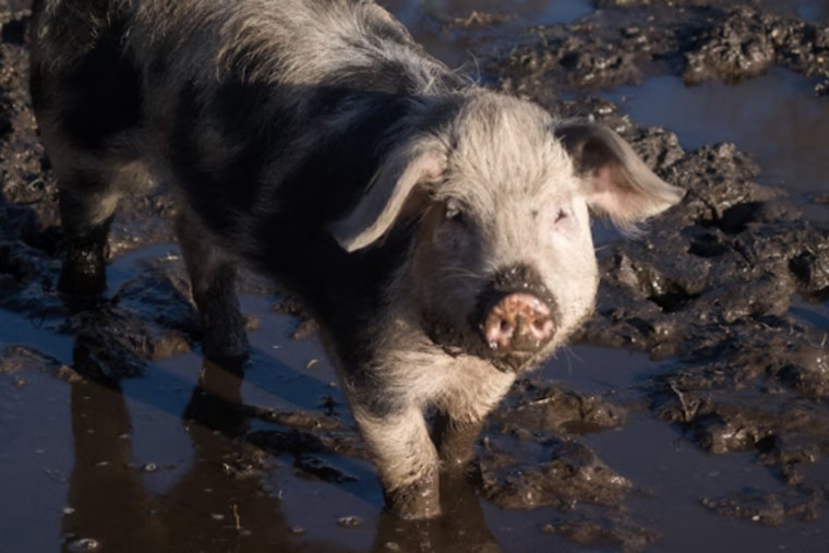 Bulverde Animal Haven Marooned As Flash Floods Ravage Beloved Ranch