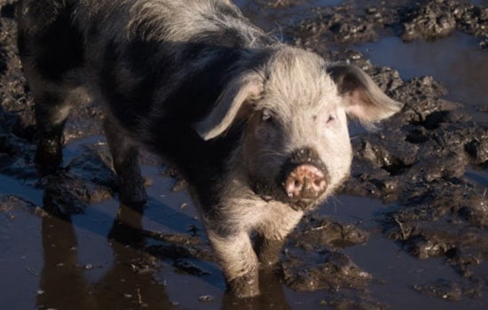 Bulverde Animal Haven Marooned As Flash Floods Ravage Beloved Ranch