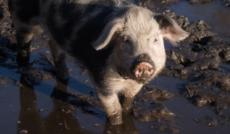 Bulverde Animal Haven Marooned As Flash Floods Ravage Beloved Ranch