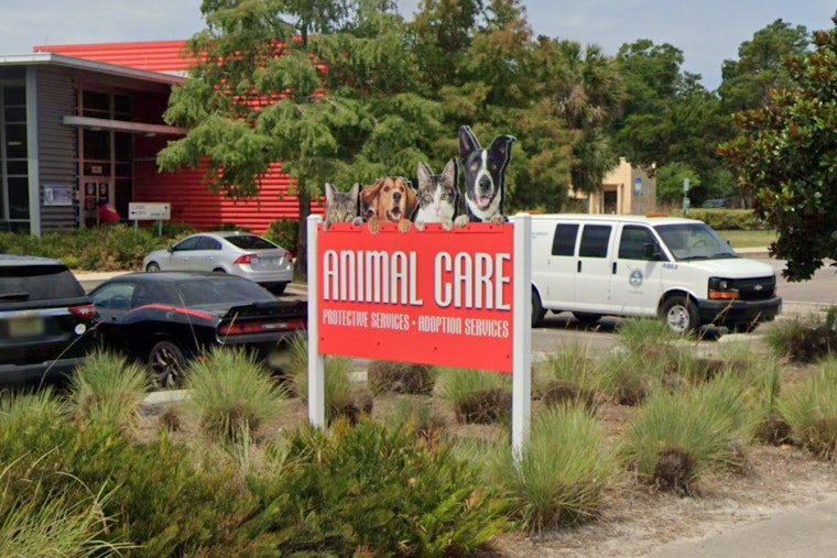 Burned Pup Dumped In Duval Sparks Jacksonville Hunt For Clues