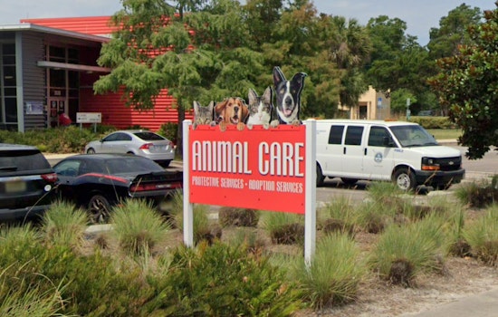 Burned Pup Dumped In Duval Sparks Jacksonville Hunt For Clues