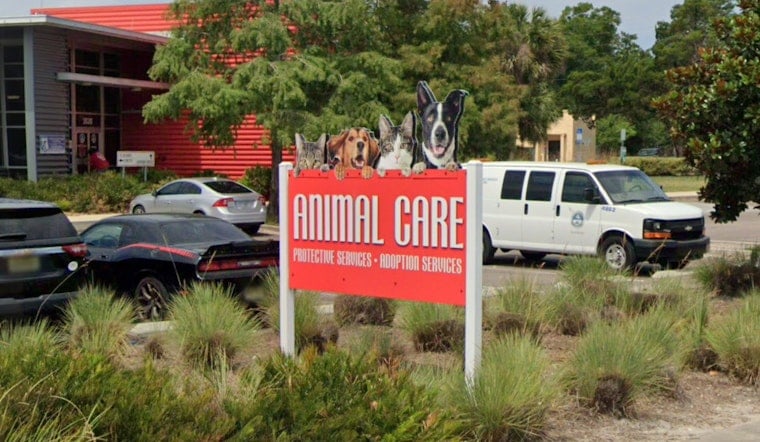 Burned Pup Dumped In Duval Sparks Jacksonville Hunt For Clues