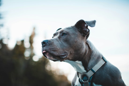 Canarsie Block In Uproar After Loose Pit Bulls Kill Beloved Senior Dog