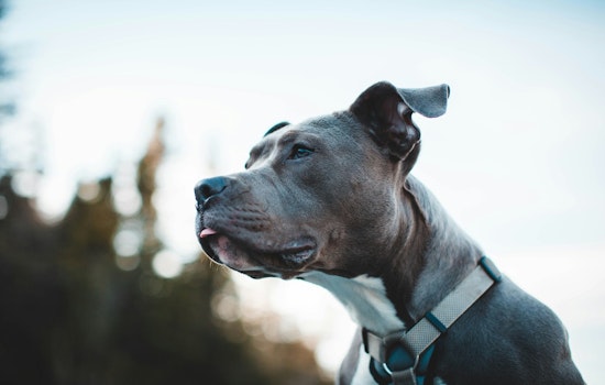 Canarsie Block In Uproar After Loose Pit Bulls Kill Beloved Senior Dog