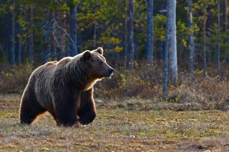 Castle Rock Suburb In Uproar After Wildlife Cop Guns Down Familiar Bear