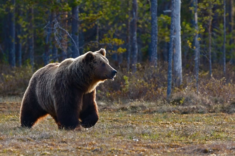 Castle Rock Suburb In Uproar After Wildlife Cop Guns Down Familiar Bear