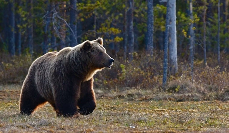 Castle Rock Suburb In Uproar After Wildlife Cop Guns Down Familiar Bear