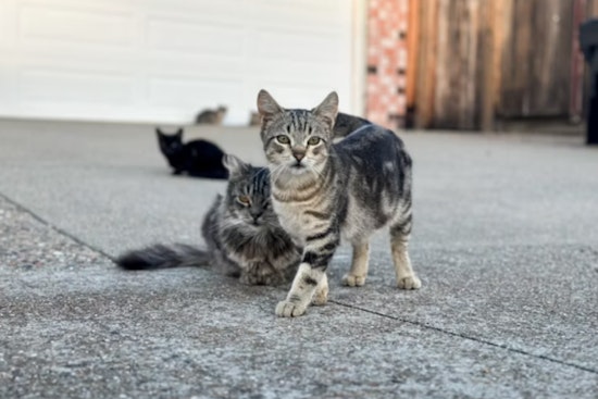 Cat Horror On Seattle Doorsteps As Dismembered Pets Left Outside Homes
