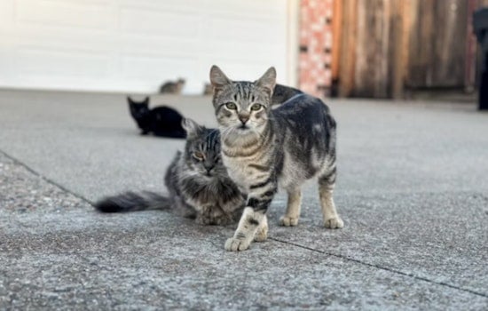 Cat Horror On Seattle Doorsteps As Dismembered Pets Left Outside Homes