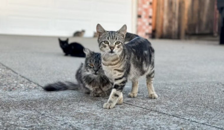 Cat Horror On Seattle Doorsteps As Dismembered Pets Left Outside Homes