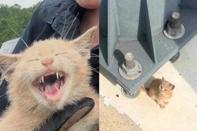 Cat Hurled From Car On Woodrow Wilson Bridge Saved By Park Police