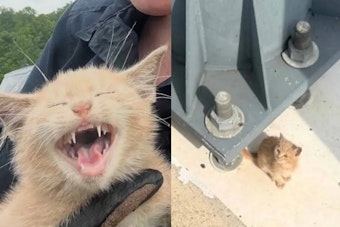 Cat Hurled From Car On Woodrow Wilson Bridge Saved By Park Police