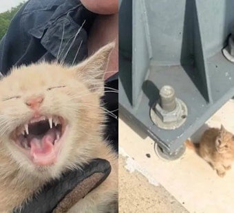 Cat Hurled From Car On Woodrow Wilson Bridge Saved By Park Police