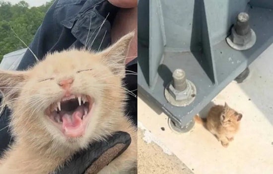 Cat Hurled From Car On Woodrow Wilson Bridge Saved By Park Police