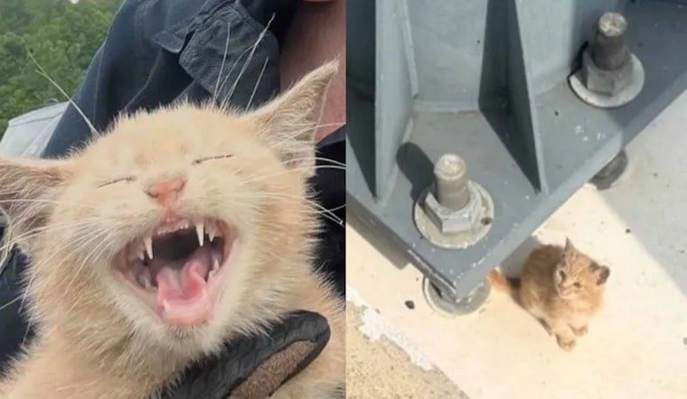 Cat Hurled From Car On Woodrow Wilson Bridge Saved By Park Police