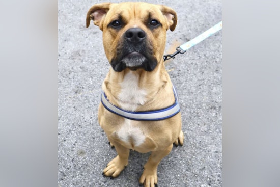 Cemetery Shock: Yonkers Woman Indicted After Dog Found With Massive Neck Wound