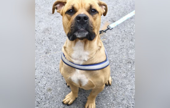 Cemetery Shock: Yonkers Woman Indicted After Dog Found With Massive Neck Wound