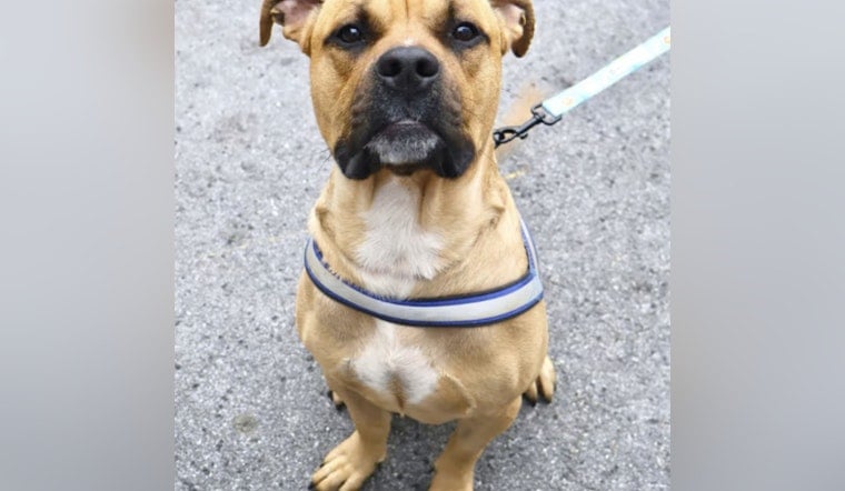 Cemetery Shock: Yonkers Woman Indicted After Dog Found With Massive Neck Wound