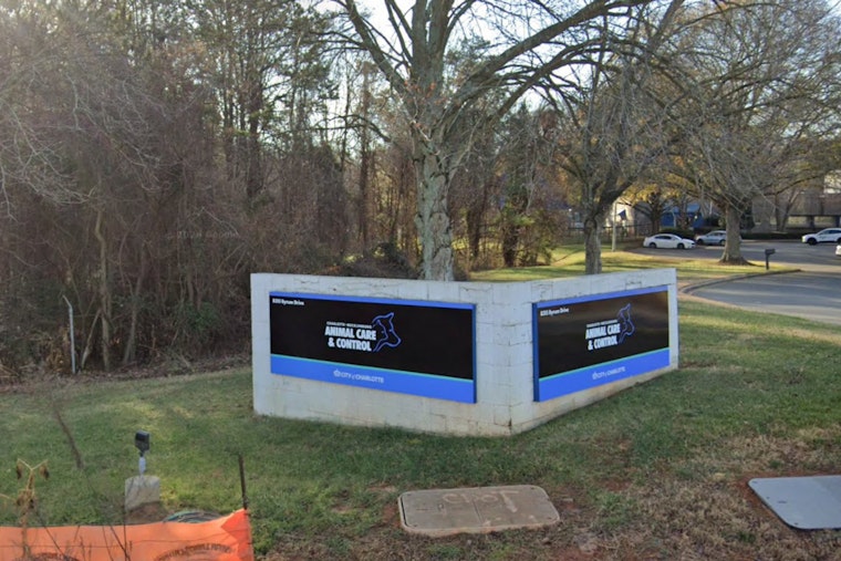 Charlotte Block On Edge As Husky That Mauled Pet Goats Bolts From Foster Home
