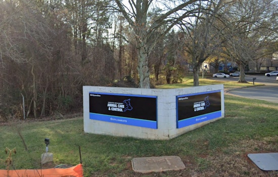 Charlotte Block On Edge As Husky That Mauled Pet Goats Bolts From Foster Home