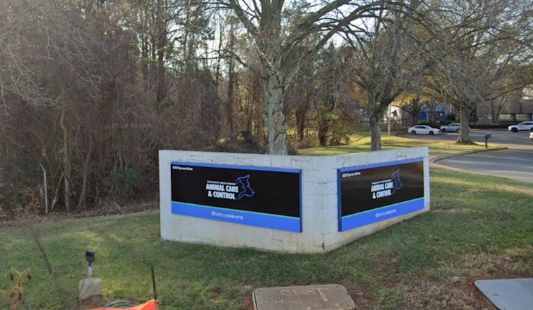 Charlotte Block On Edge As Husky That Mauled Pet Goats Bolts From Foster Home