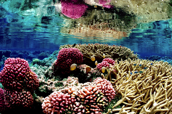 Chemical Cocktail From Maui Life Is Draining The Island’s Coral Reefs
