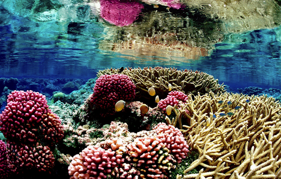 Chemical Cocktail From Maui Life Is Draining The Island’s Coral Reefs