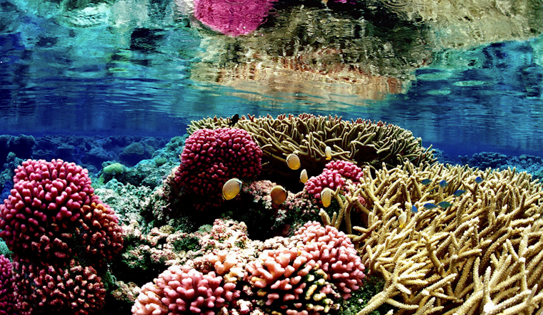 Chemical Cocktail From Maui Life Is Draining The Island’s Coral Reefs