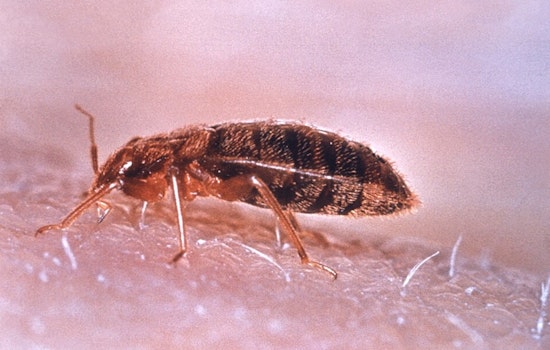 Cincinnati Lands No. 2 Spot In America’s Bed Bug Rankings
