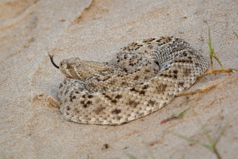 Claremont Pitcher Cheats Death After 34 Rattlesnake Antivenom Doses