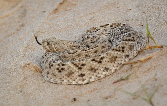 Claremont Pitcher Cheats Death After 34 Rattlesnake Antivenom Doses