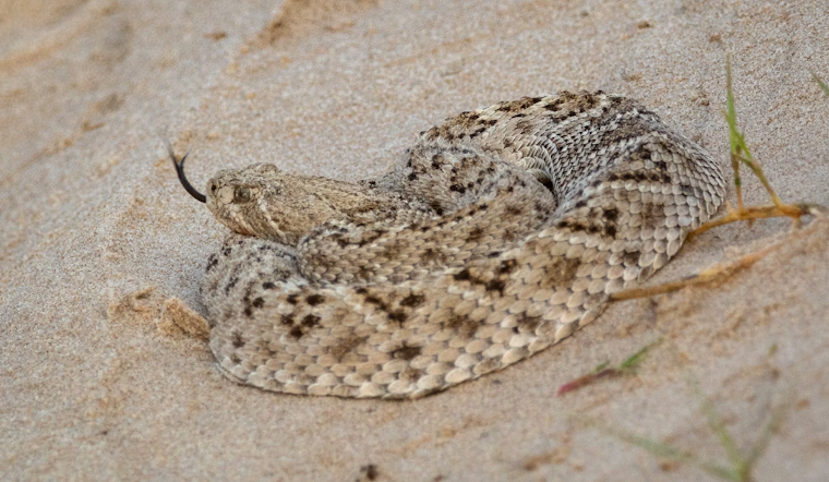 Claremont Pitcher Cheats Death After 34 Rattlesnake Antivenom Doses