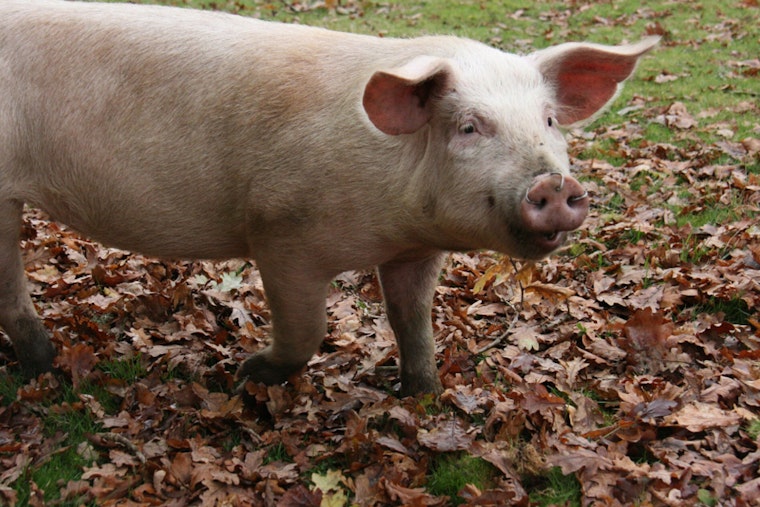 Clay County Deputies In Hot Pursuit Of Runaway Pig Near Jacksonville